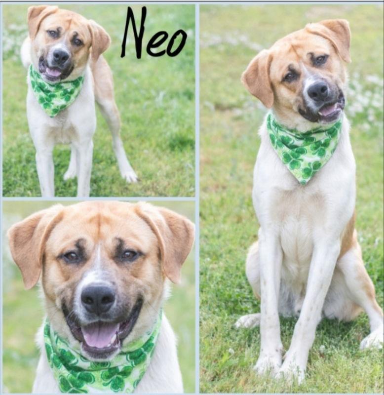 Enlarge Neo, a Adopted mixed breed in Winston Salem, NC image 1/2