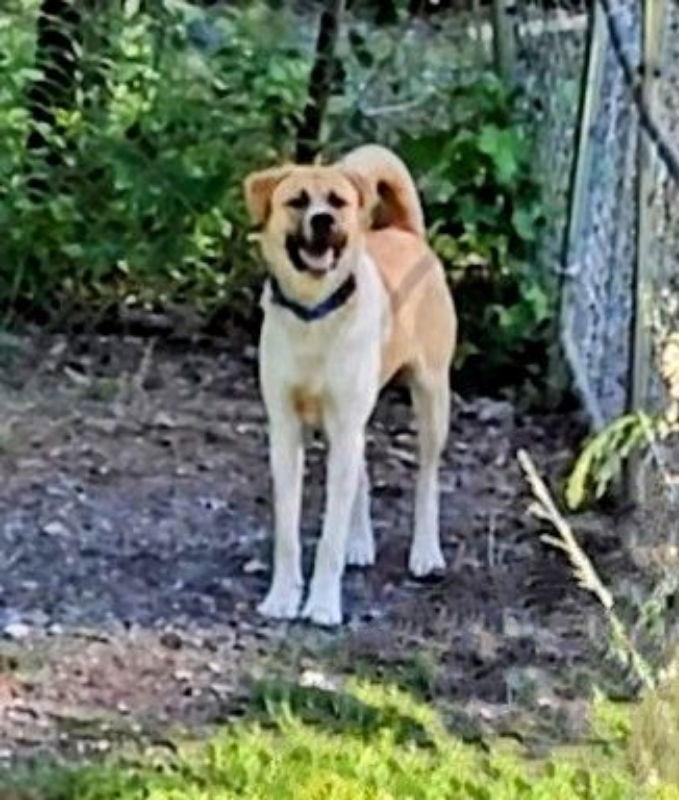 Enlarge Neo, a Adopted mixed breed in Winston Salem, NC image 2/2