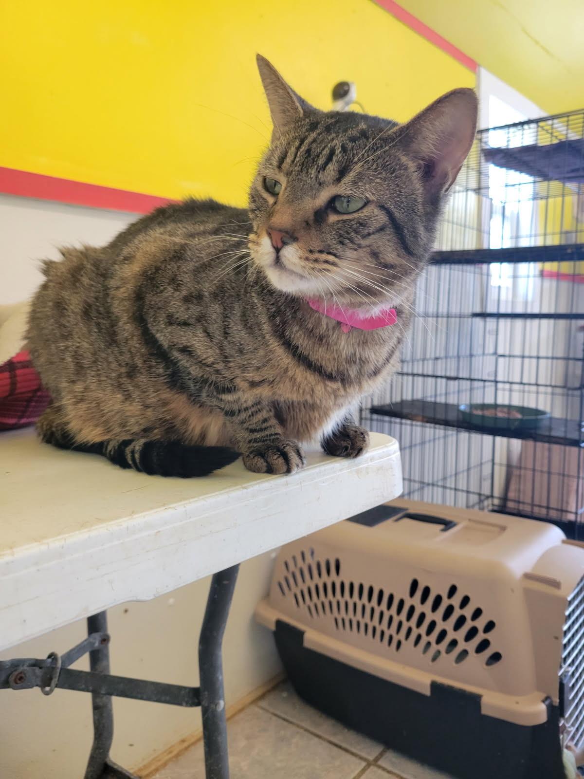 TUNGSTEN!, a Adoptable mixed breed in Owensboro, KY image 4/6