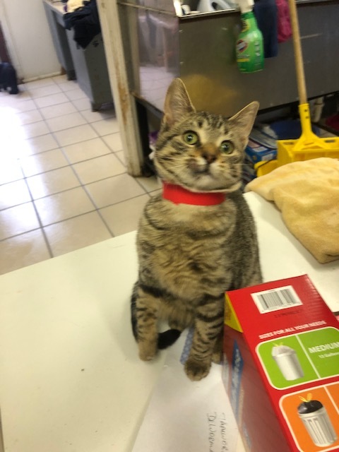 TUNGSTEN!, a Adoptable mixed breed in Owensboro, KY image 1/5