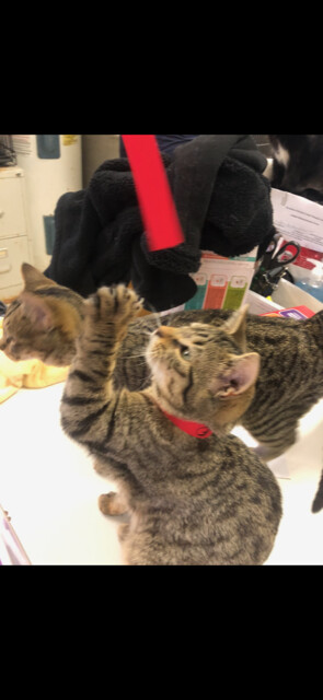 TUNGSTEN! — thumbnail 2