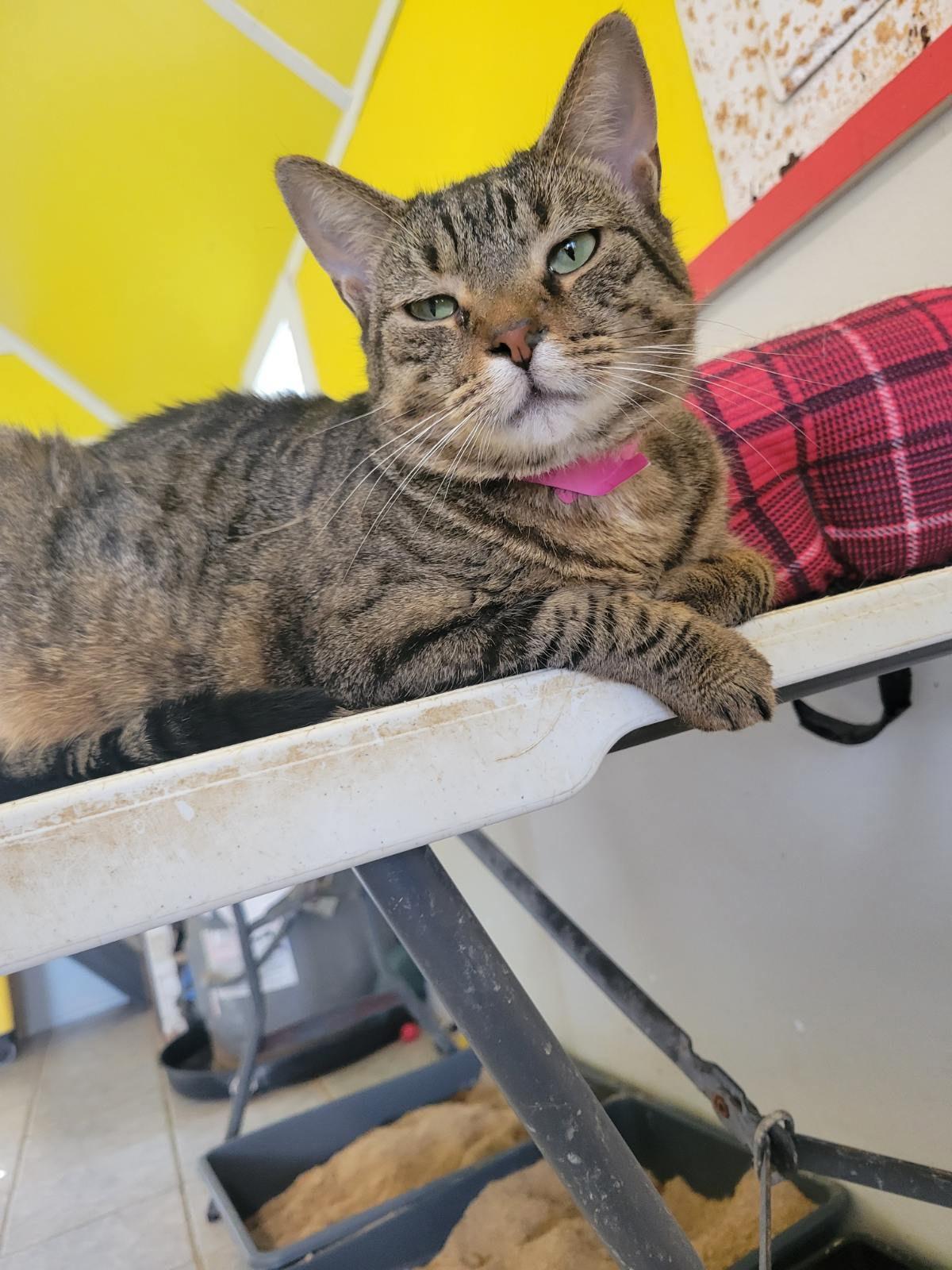 TUNGSTEN!, Adoptable, Adult Female Domestic Short Hair.