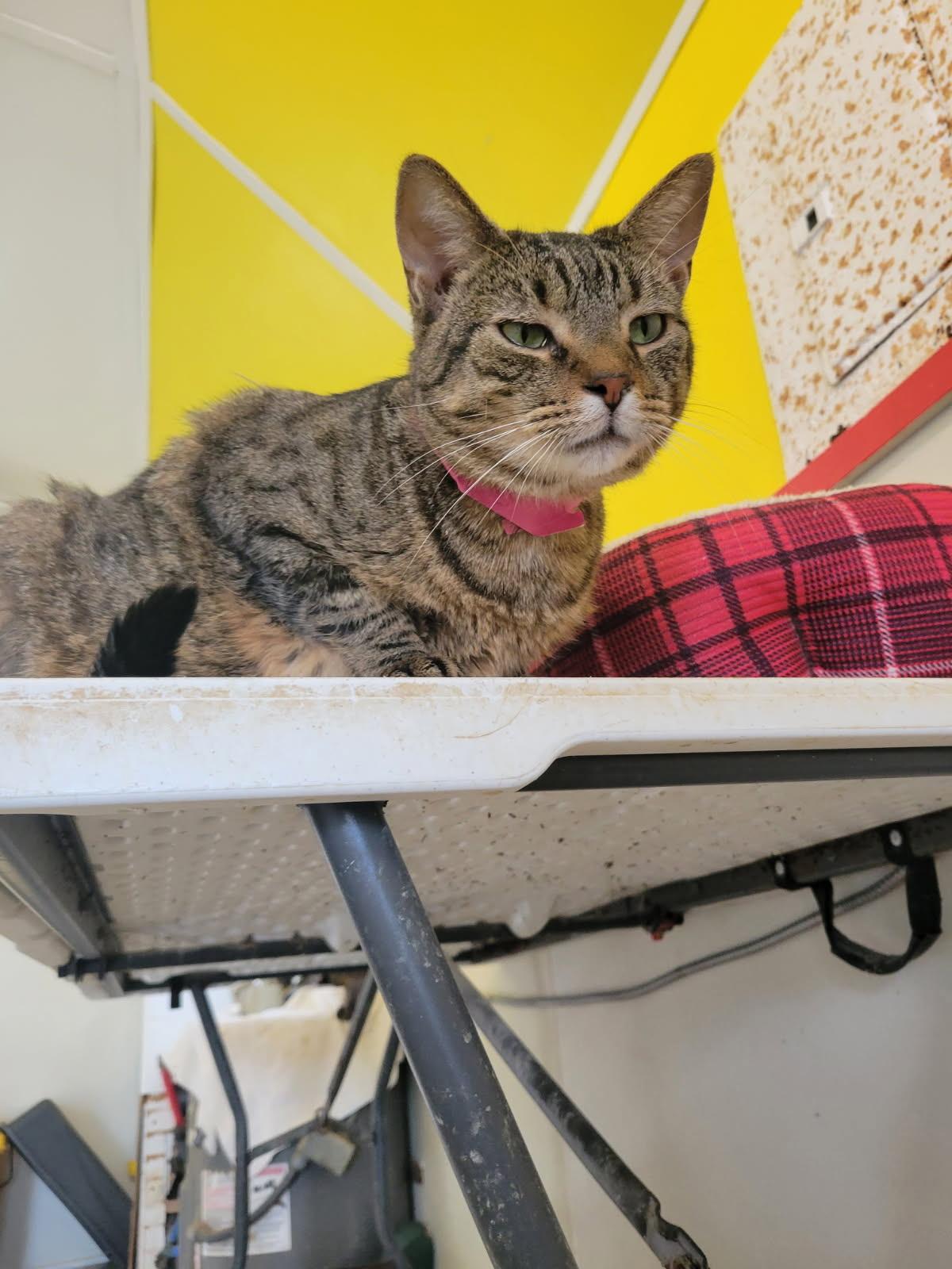 TUNGSTEN!, a Adoptable mixed breed in Owensboro, KY image 6/6