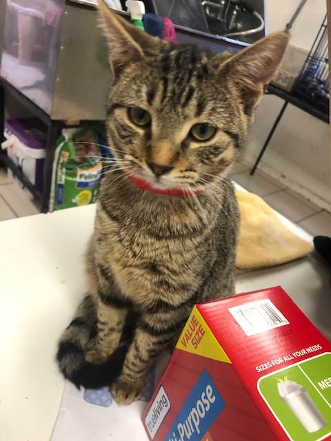 TUNGSTEN!, a Adoptable mixed breed in Owensboro, KY image 3/5