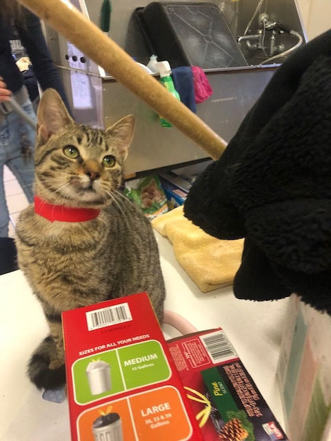 TUNGSTEN!, a Adoptable mixed breed in Owensboro, KY image 4/5