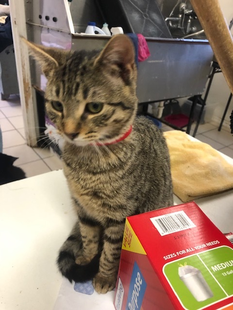 TUNGSTEN!, a Adoptable mixed breed in Owensboro, KY image 5/5