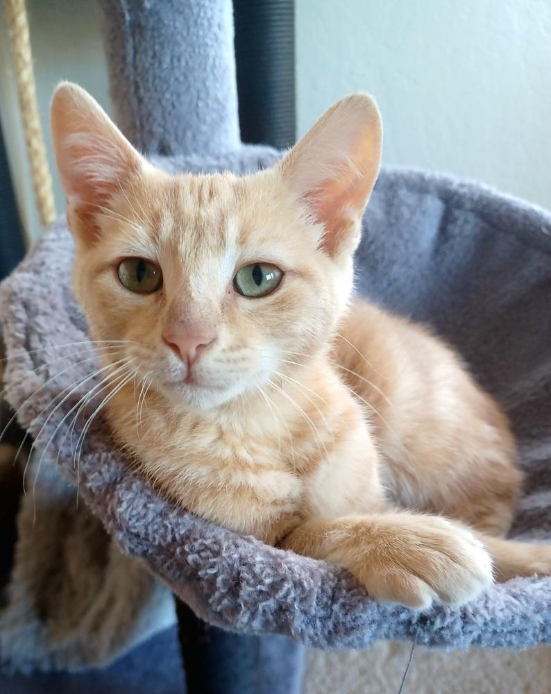 Sky, Adoptable, Kitten Male Tabby.