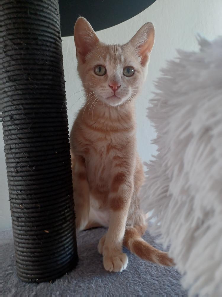 Enlarge Sky, a Adoptable Tabby in Pinole, CA image 2/2
