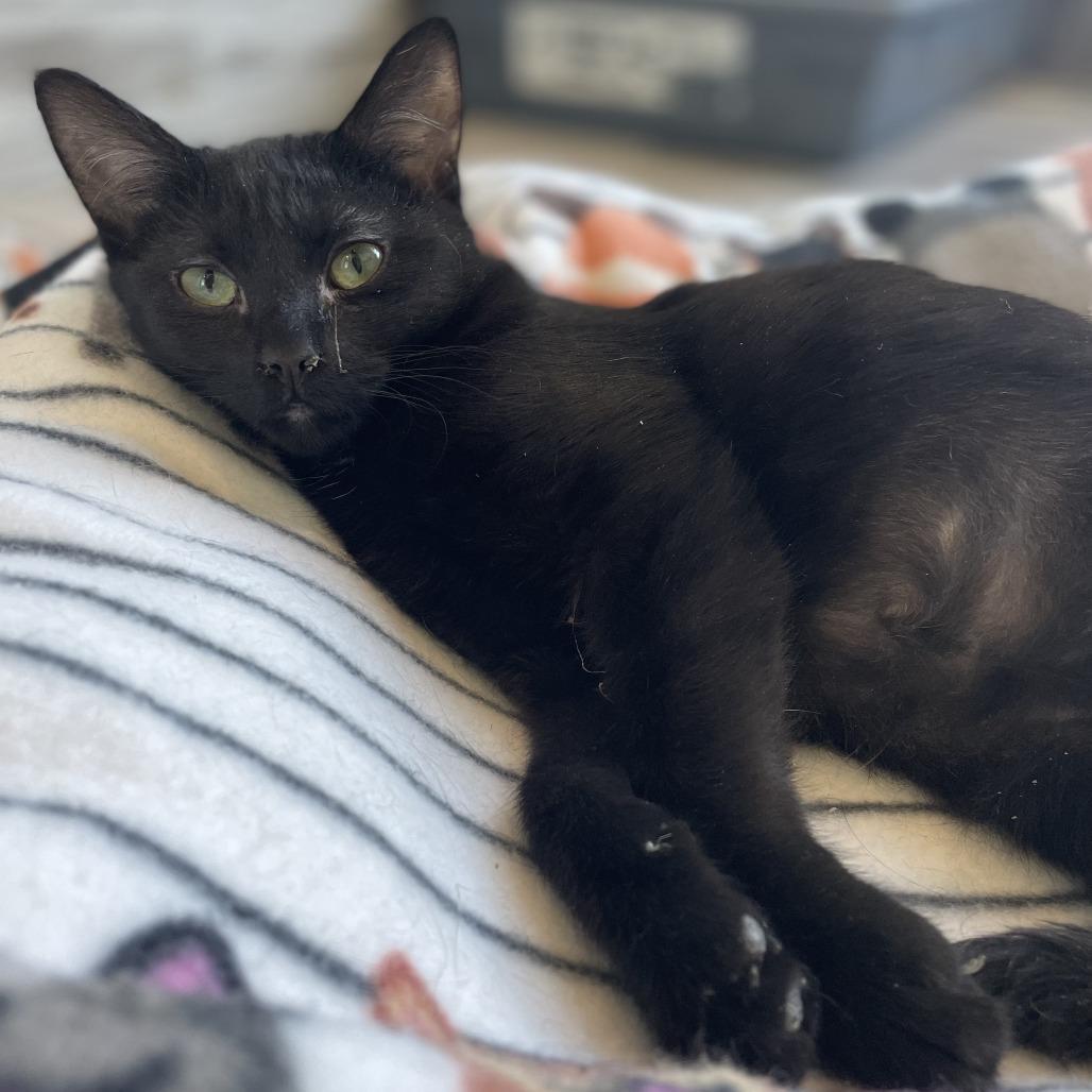 Enlarge Lucky, a Adoptable Domestic Short Hair in West Des Moines, IA image 1/4