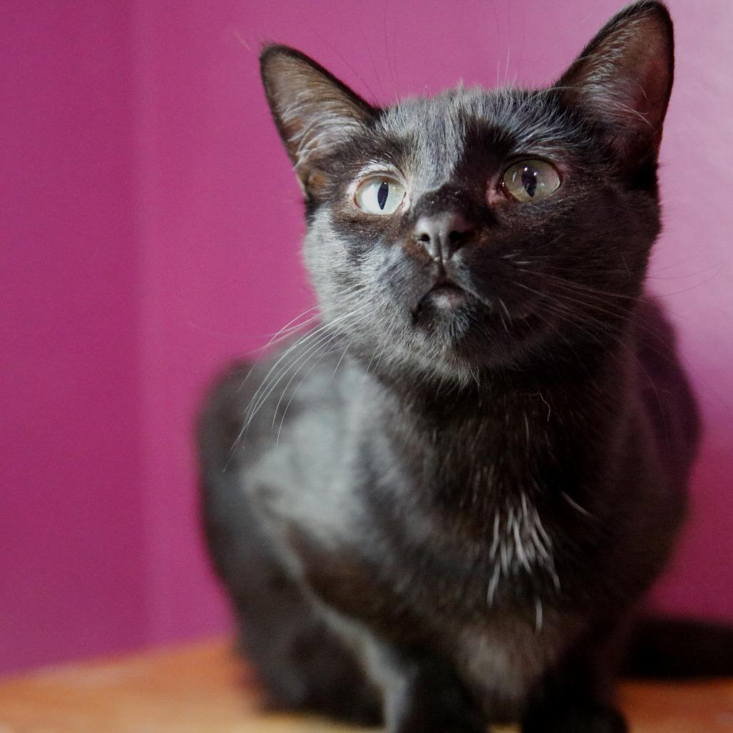 Enlarge Lucky, a Adoptable Domestic Short Hair in West Des Moines, IA image 2/4