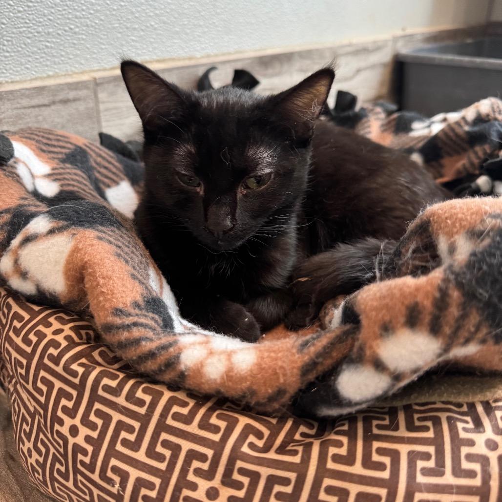 Enlarge Lucky, a Adoptable Domestic Short Hair in West Des Moines, IA image 3/4