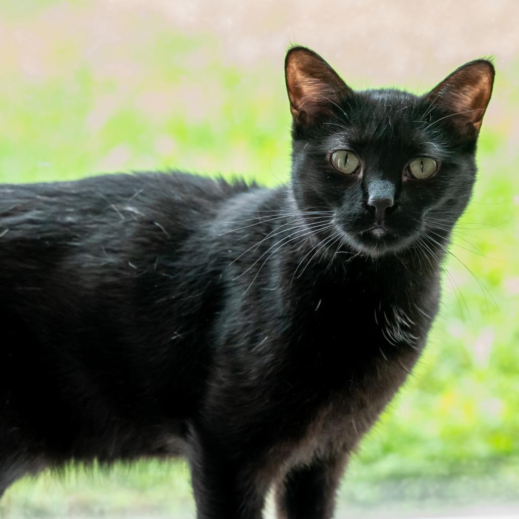 Enlarge Lucky, a Adoptable Domestic Short Hair in West Des Moines, IA image 4/5