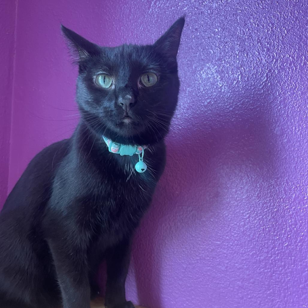 Enlarge Lucky, a Adoptable Domestic Short Hair in West Des Moines, IA image 4/4