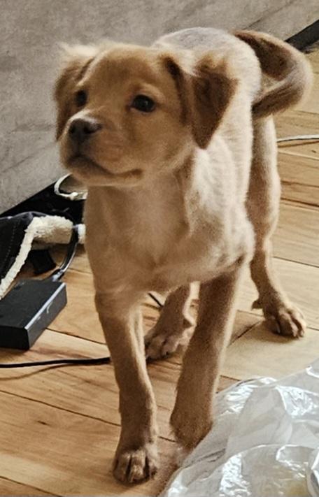 Ripley, Adopted, Puppy Male Border Collie & Labrador Retriever.