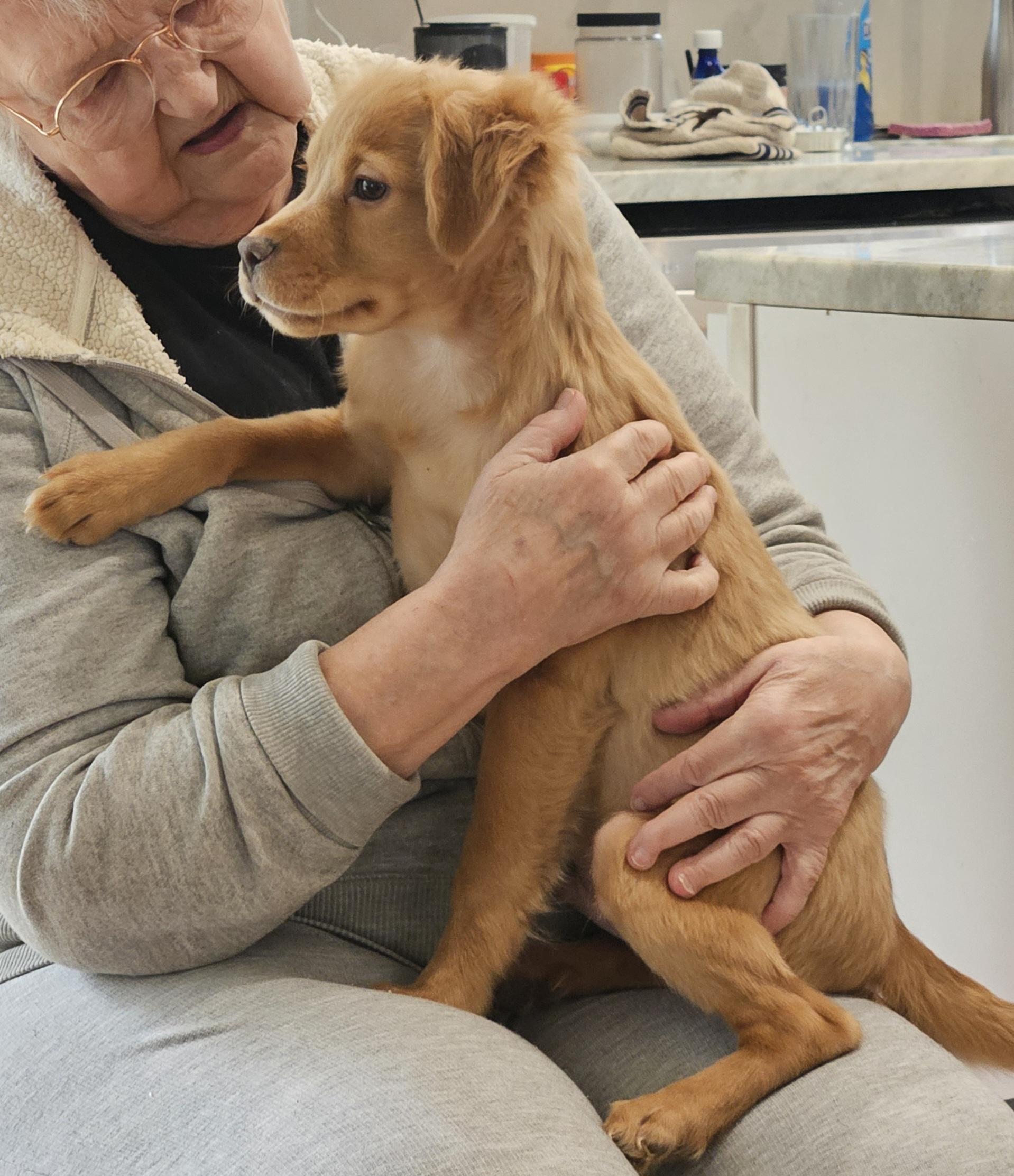 Ripley, a Adopted mixed breed in Sharon, CT image 3/3