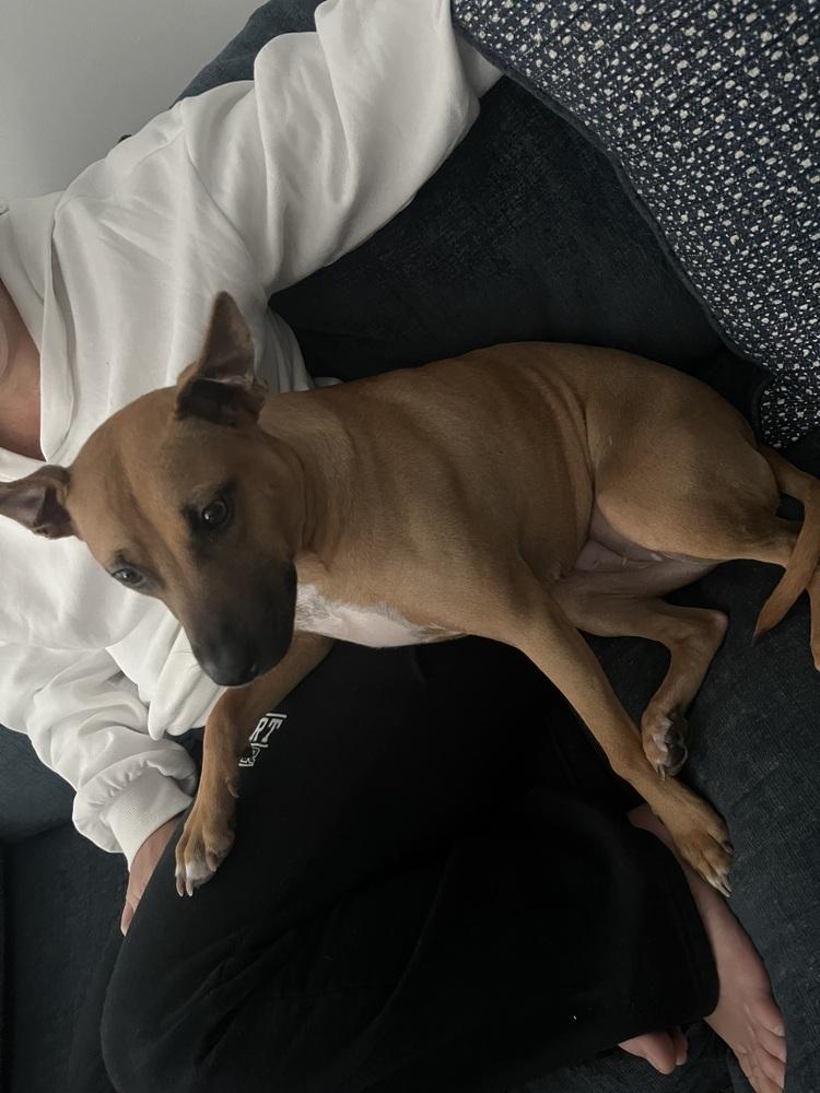 Sunny, Adoptable, Young Female Black Mouth Cur & Terrier.