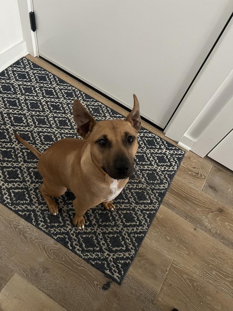 Enlarge Sunny, a Adoptable mixed breed in Willingboro, NJ image 2/6