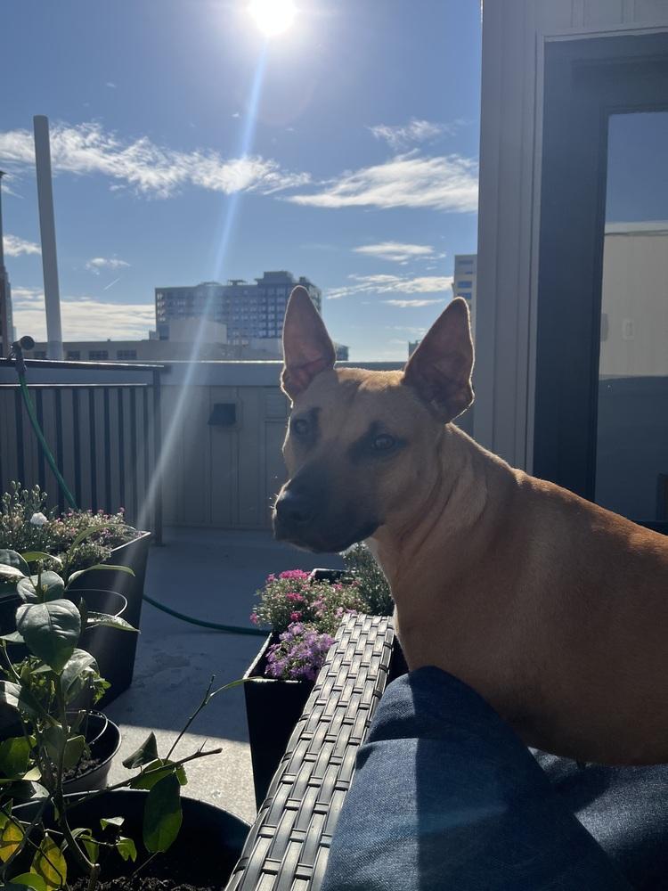 Enlarge Sunny, a Adoptable mixed breed in Willingboro, NJ image 3/6