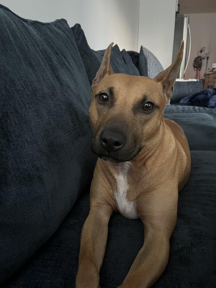 Enlarge Sunny, a Adoptable mixed breed in Willingboro, NJ image 4/6