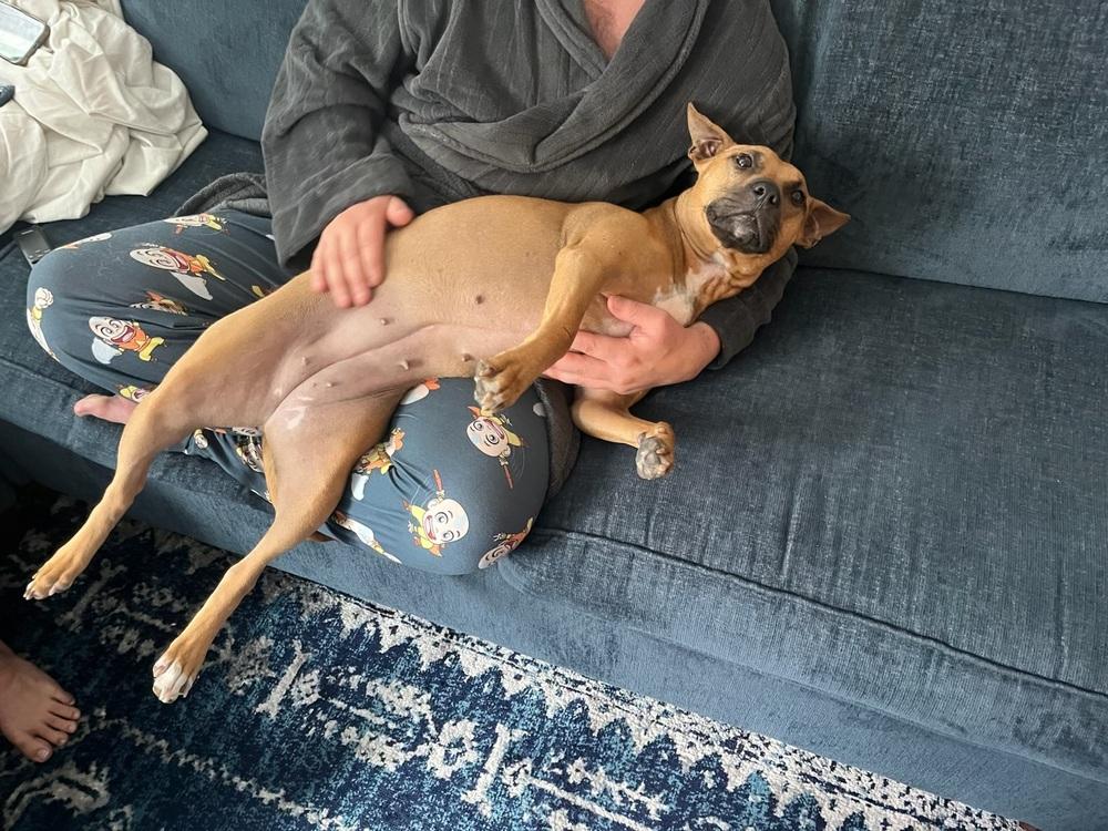 Enlarge Sunny, a Adoptable mixed breed in Willingboro, NJ image 5/6