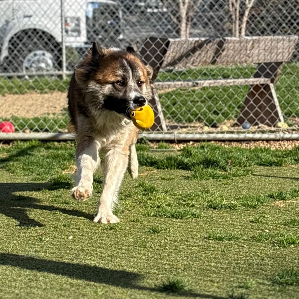 Zane — thumbnail 2