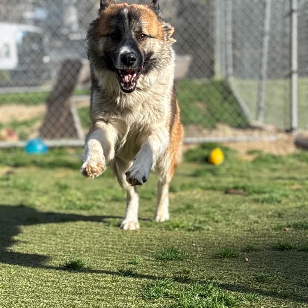 Zane — thumbnail 4