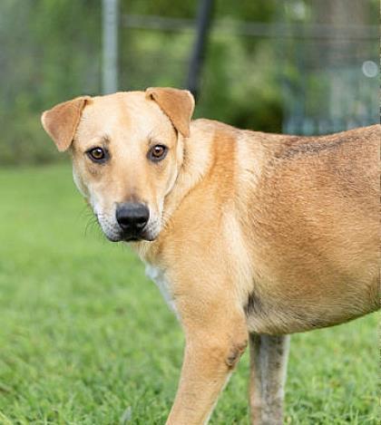 Enlarge Chuck, a Adoptable mixed breed in Tyler, TX image 6/6