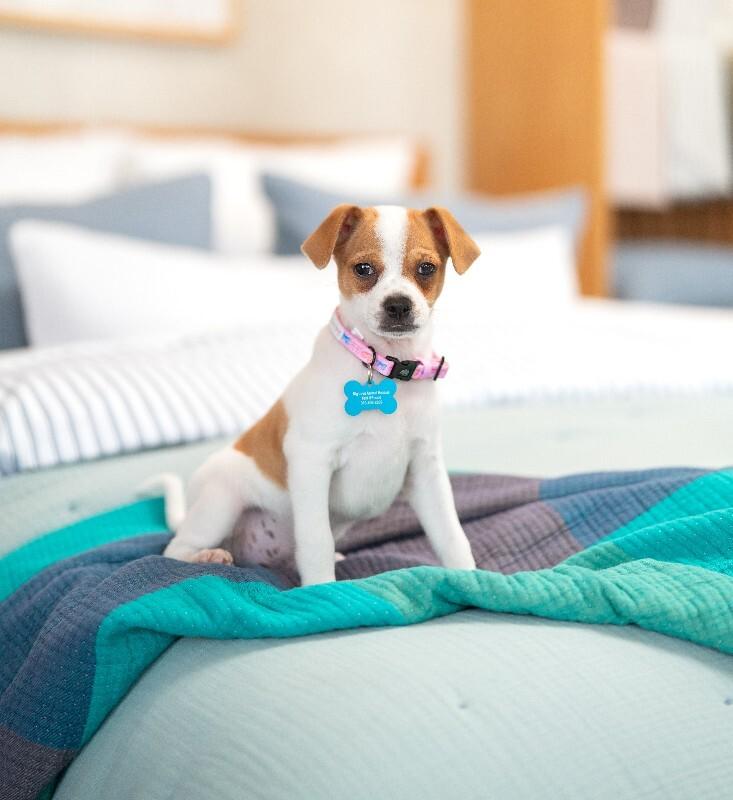 Pedro, Adoptable, Young Male Beagle & Jack Russell Terrier.