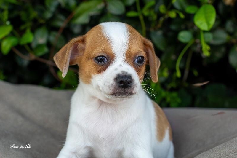 Enlarge Pedro, a Adoptable mixed breed in Valley Village, CA image 1/6
