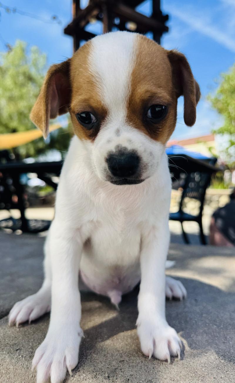 Enlarge Pedro, a Adoptable mixed breed in Valley Village, CA image 2/6