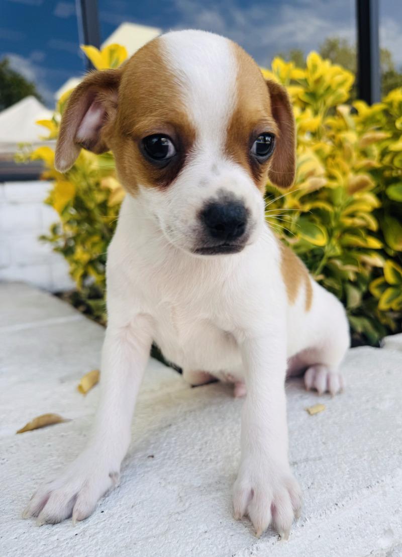 Enlarge Pedro, a Adoptable mixed breed in Valley Village, CA image 3/6