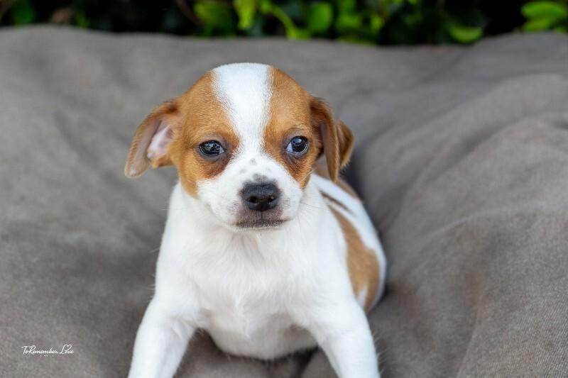 Enlarge Pedro, a Adoptable mixed breed in Valley Village, CA image 4/6
