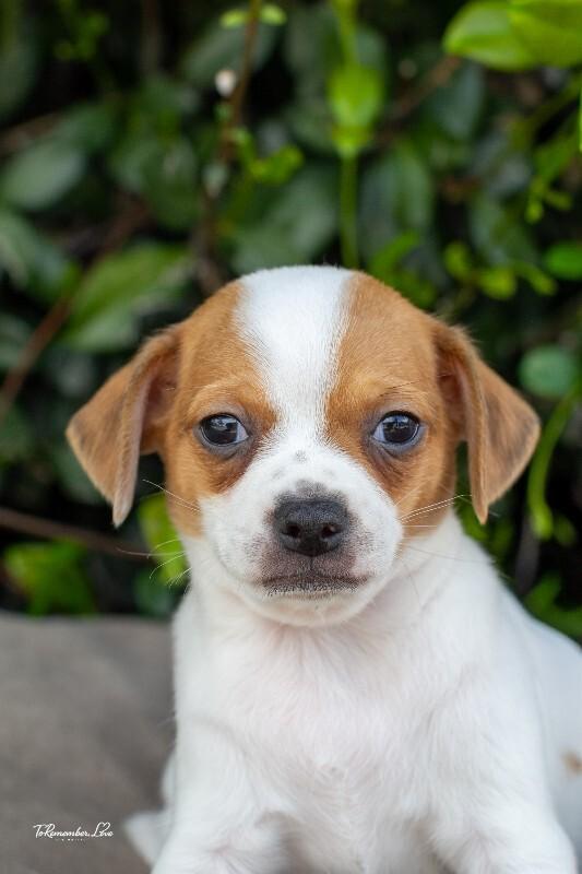 Enlarge Pedro, a Adoptable mixed breed in Valley Village, CA image 5/6