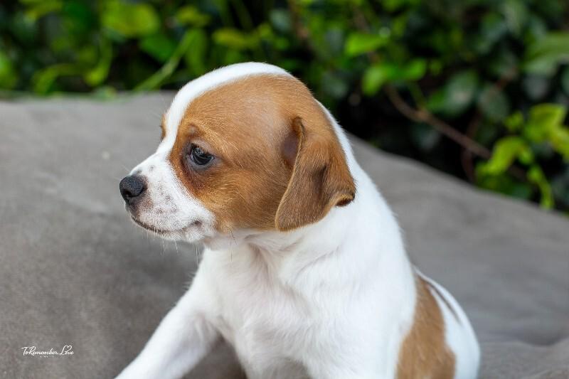 Enlarge Pedro, a Adoptable mixed breed in Valley Village, CA image 6/6