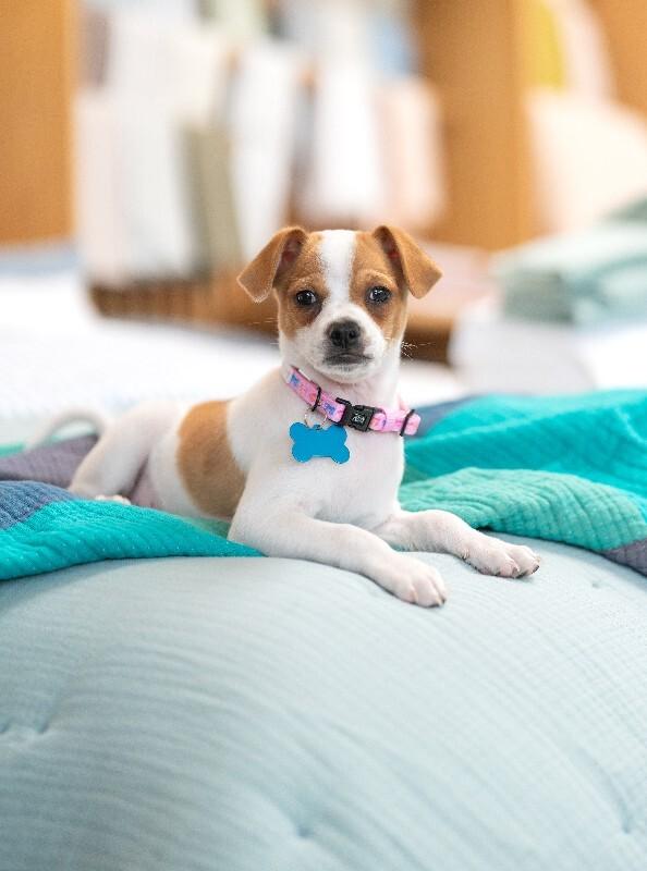 Enlarge Pedro, a Adoptable mixed breed in Valley Village, CA image 6/6