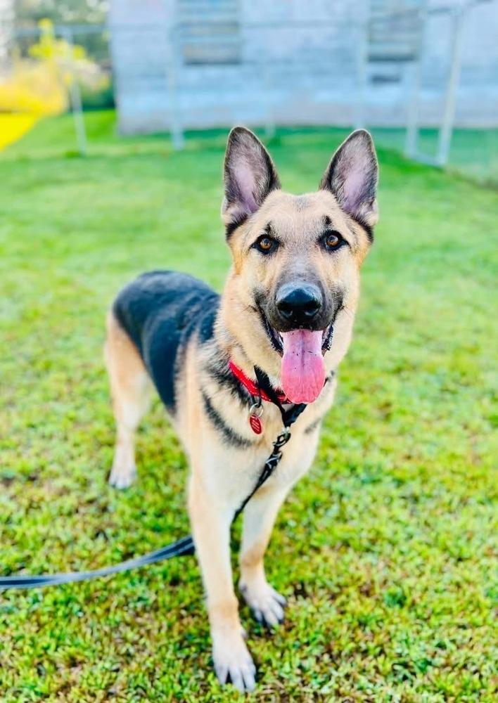 Oso, Adoptable, Young Male German Shepherd Dog.