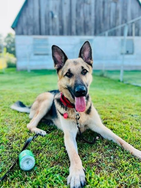 Enlarge Oso, a Adoptable German Shepherd Dog in Suamico, WI image 2/5