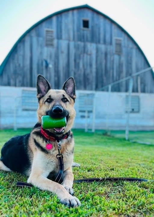 Enlarge Oso, a Adoptable German Shepherd Dog in Suamico, WI image 3/5