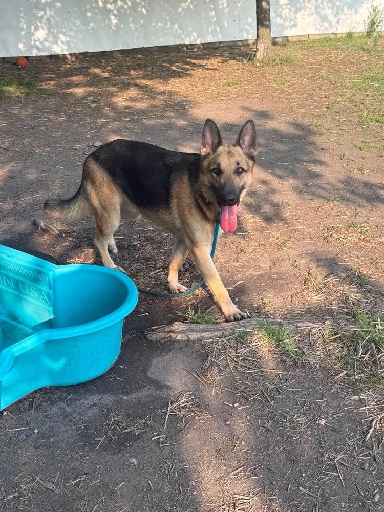 Oso, Adoptable, Young Male German Shepherd Dog.