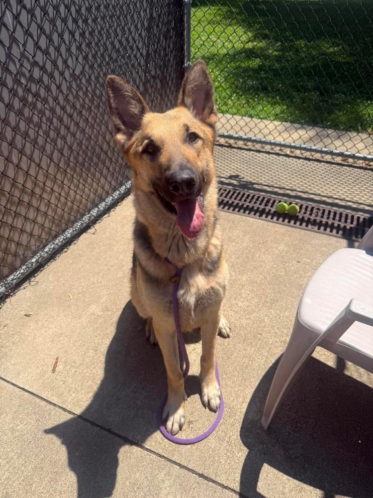 Oso, a Adoptable German Shepherd Dog in Suamico, WI image 2/2