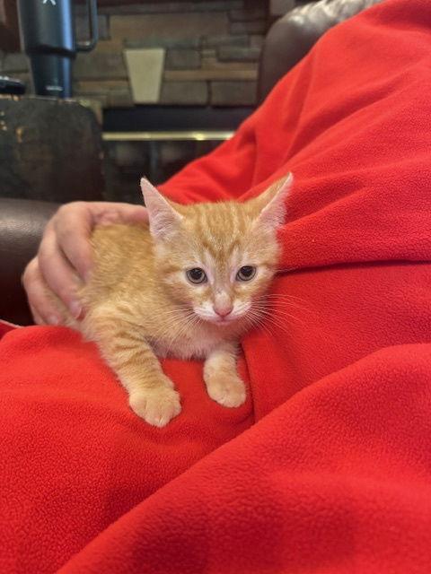 Enlarge Buttercup (8230), a Adoptable Domestic Short Hair in Wesley Chapel, FL image 1/1