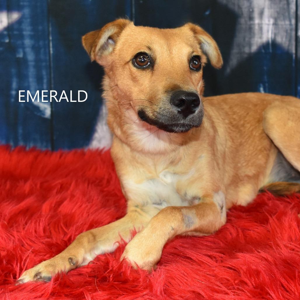 Enlarge Emerald, a Adoptable Mixed Breed in Yuma, AZ image 1/3