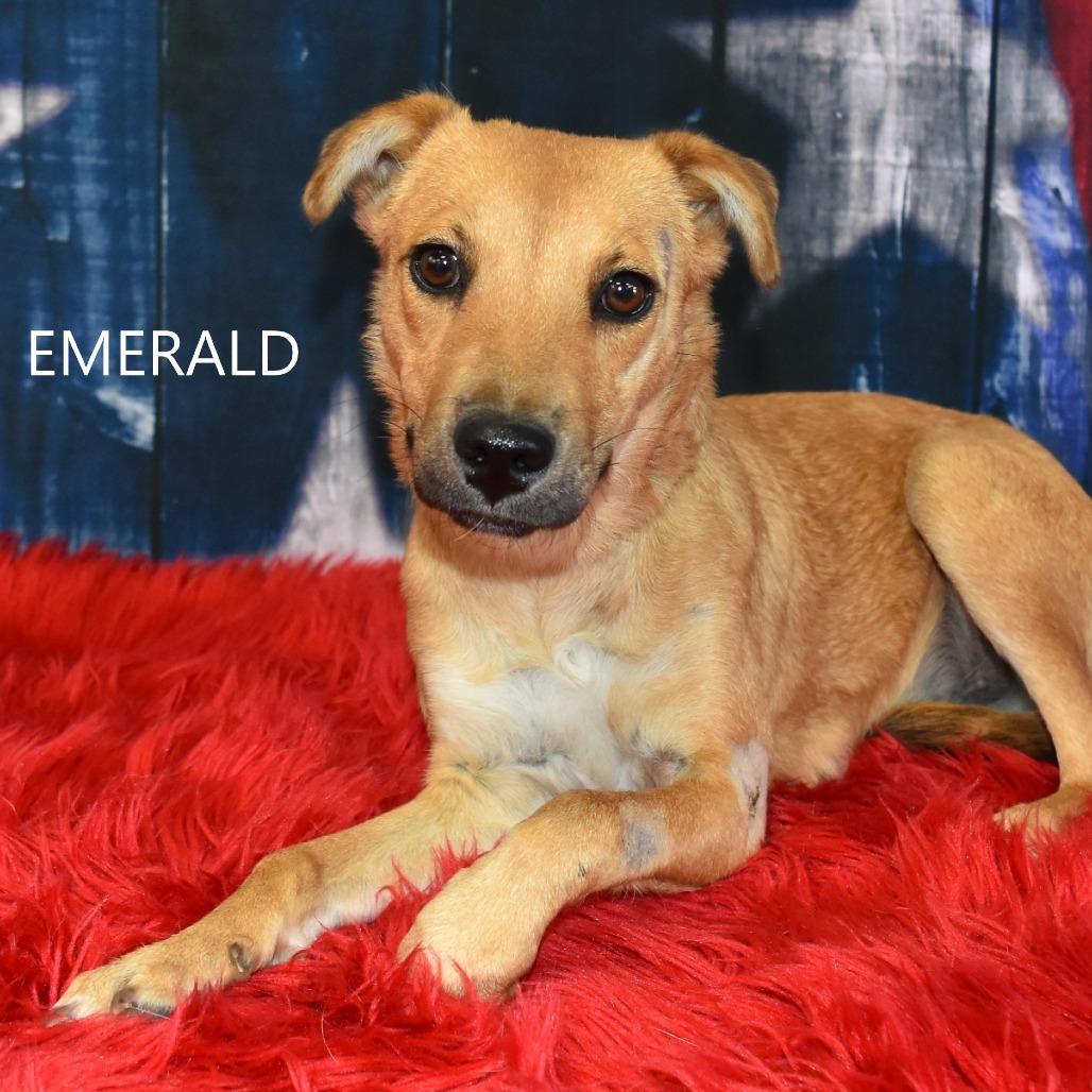 Enlarge Emerald, a Adoptable Mixed Breed in Yuma, AZ image 2/3
