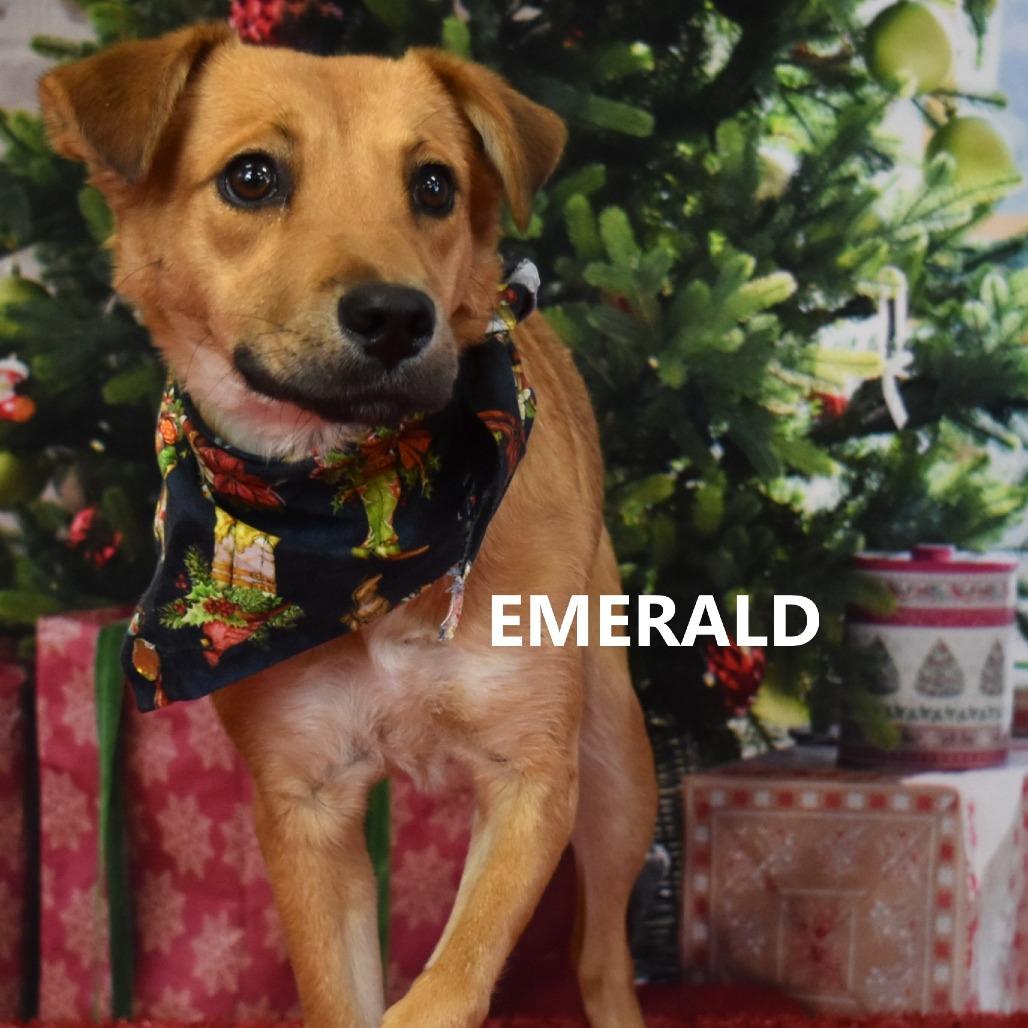 Enlarge Emerald, a Adoptable Mixed Breed in Yuma, AZ image 3/3