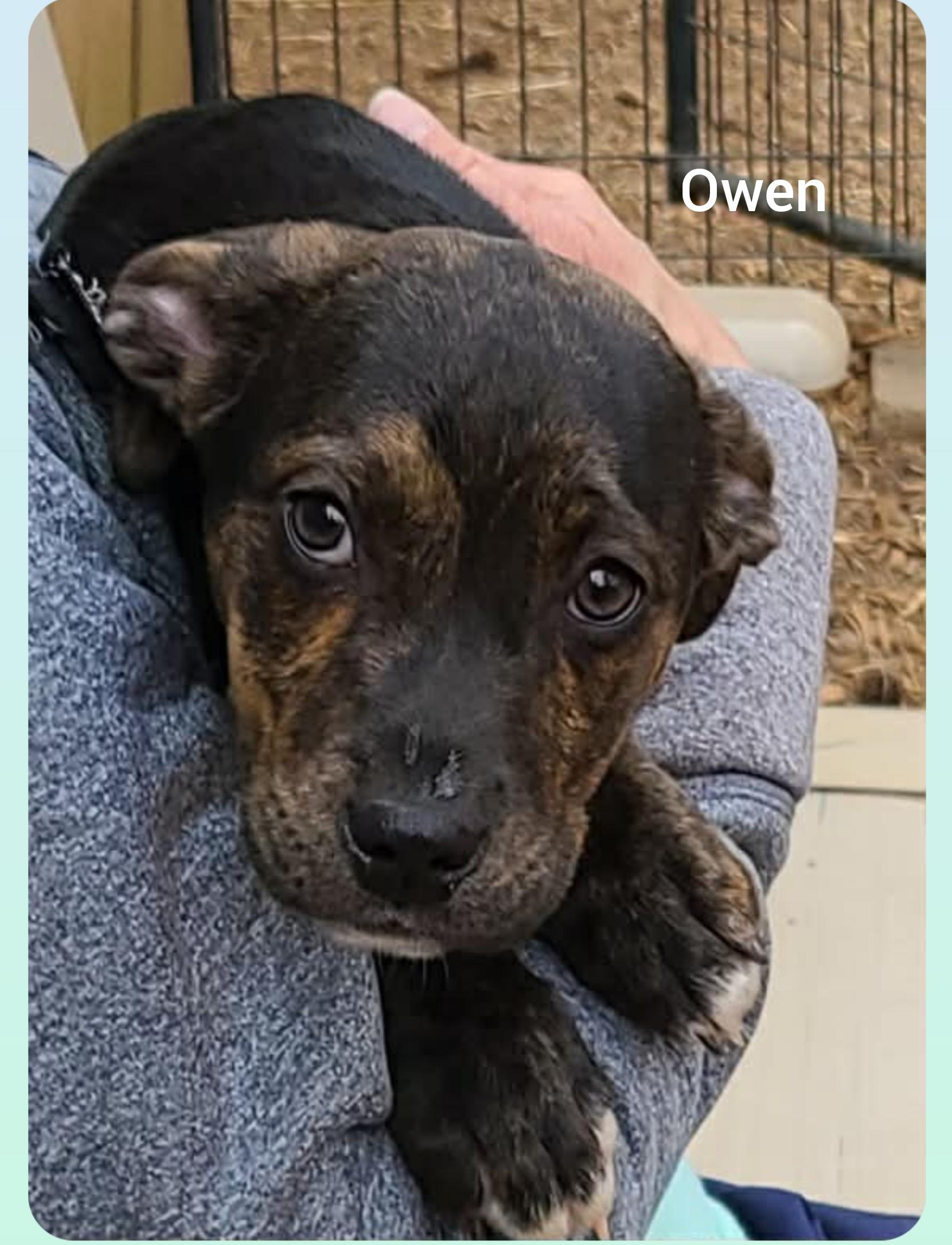 Enlarge Owen ( Orlando Fl), a ADOPTABLE mixed breed in Orlando, FL image 2/3