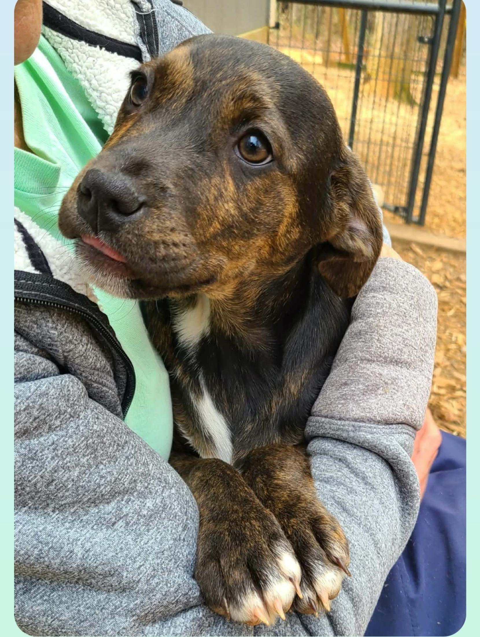 Enlarge Owen ( Orlando Fl), a ADOPTABLE mixed breed in Orlando, FL image 3/3