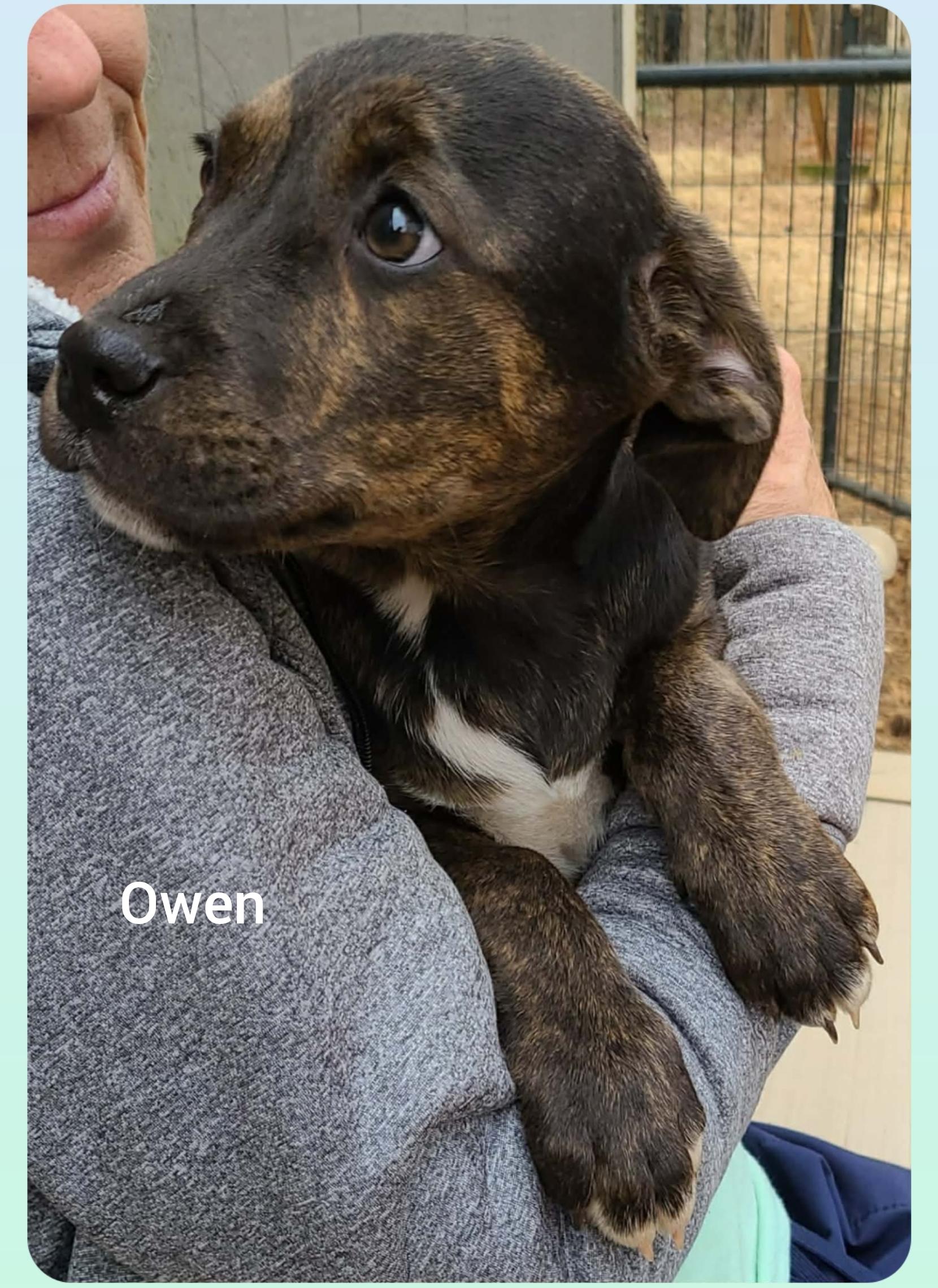 Owen ( Orlando Fl), ADOPTABLE, Puppy Male Black Labrador Retriever & Hound.
