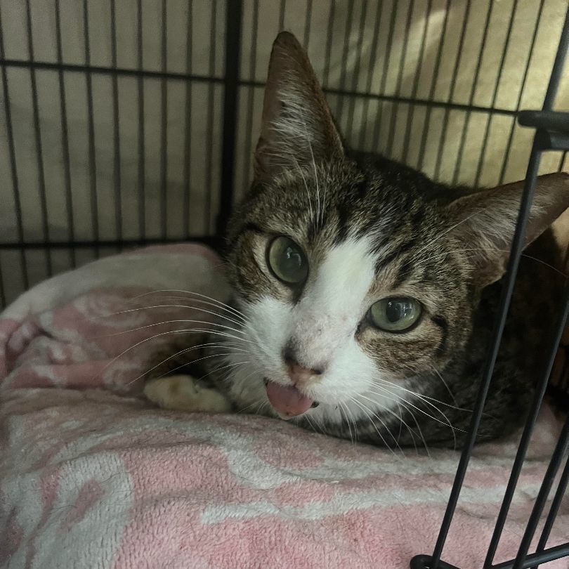 Enlarge Calvin, a Adoptable mixed breed in Kailua, HI image 2/6