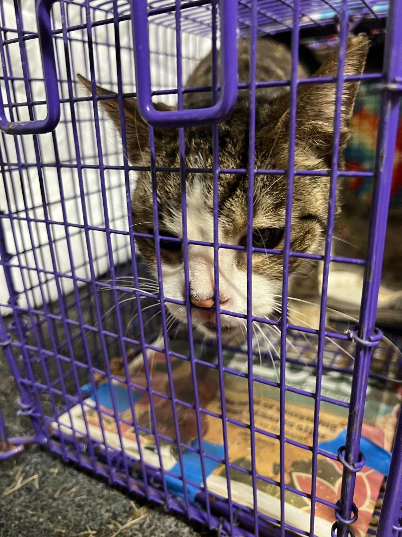 Enlarge Calvin, a Adoptable mixed breed in Kailua, HI image 3/6