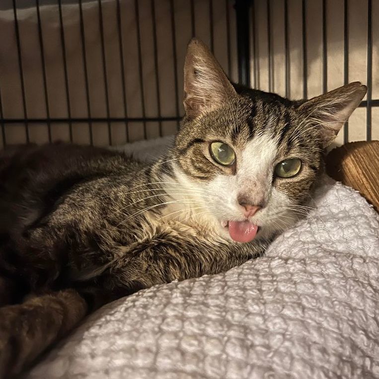 Enlarge Calvin, a Adoptable mixed breed in Kailua, HI image 4/6